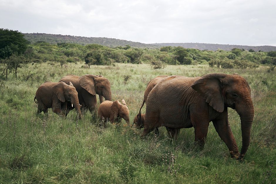 safari terbaik di afrika