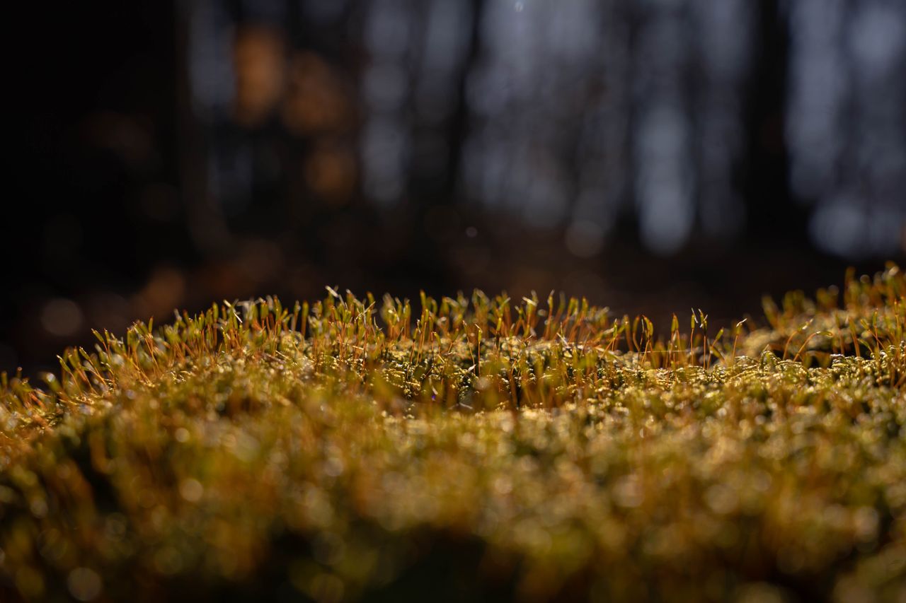 Macro view of sunlit moss — photo by Scrob Andreea on Pexels