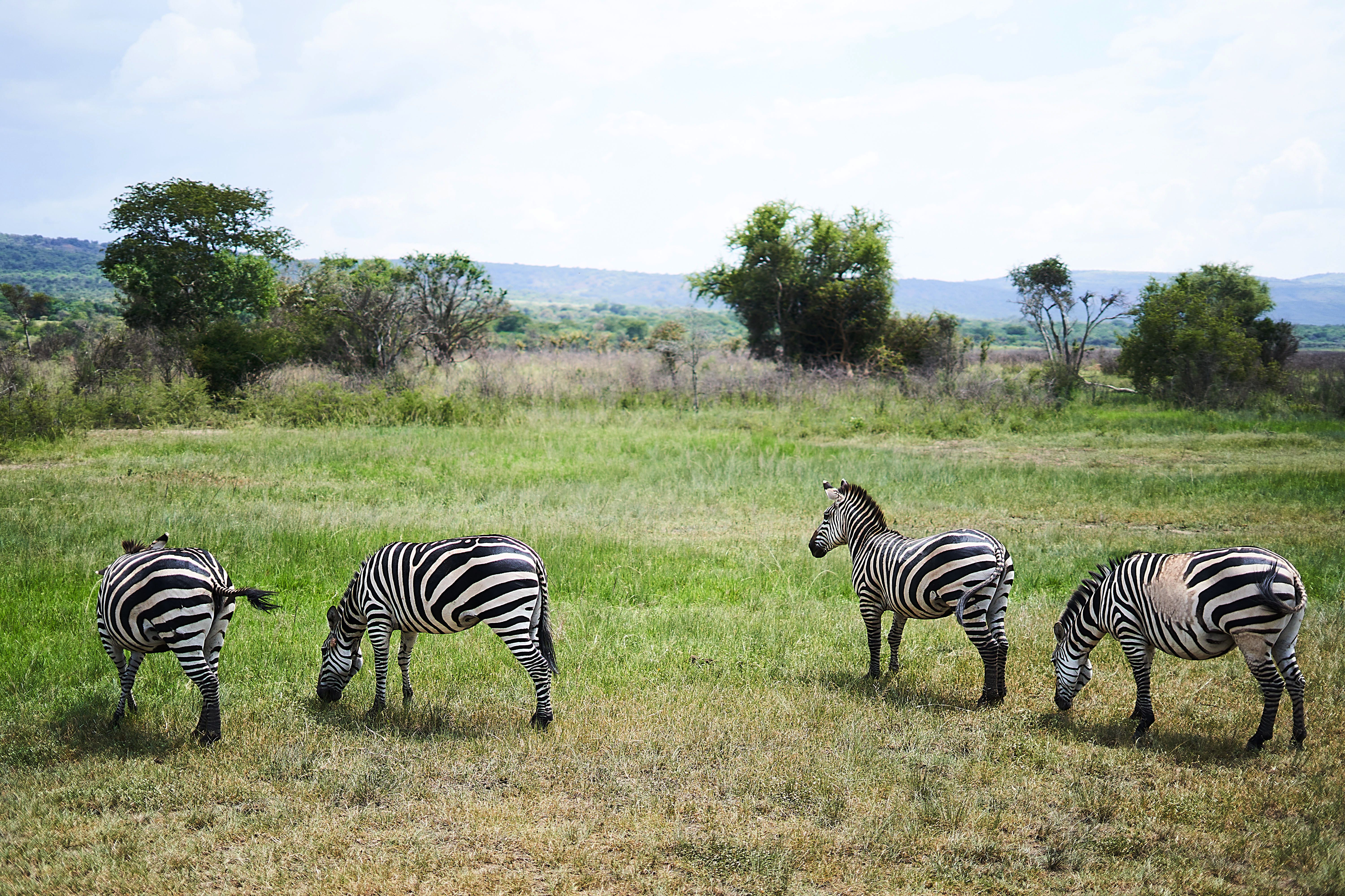 Wildlife viewing savanna Akagera National Park Rwanda