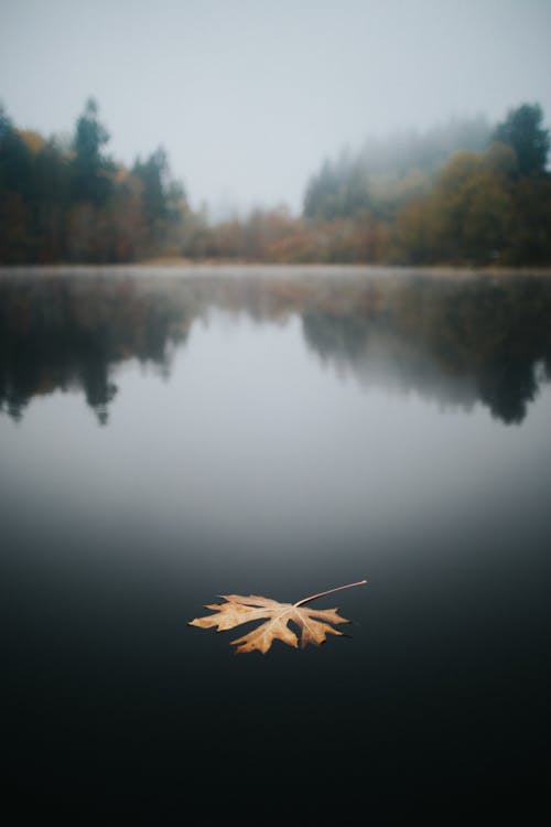 Leaf floating on Body of Water