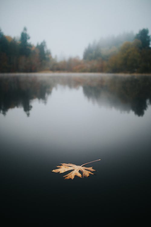 Free Leaf floating on Body of Water Stock Photo