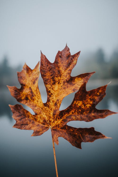 maple leaf