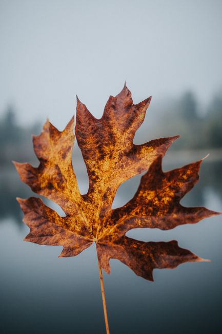 A detailed shot of a maple leaf with a foggy lake background, capturing autumn's essence.