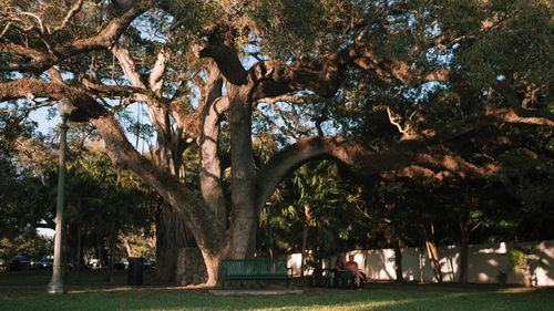 Free Large oak tree with sprawling branches casting shadows in a serene city park. Stock Photo