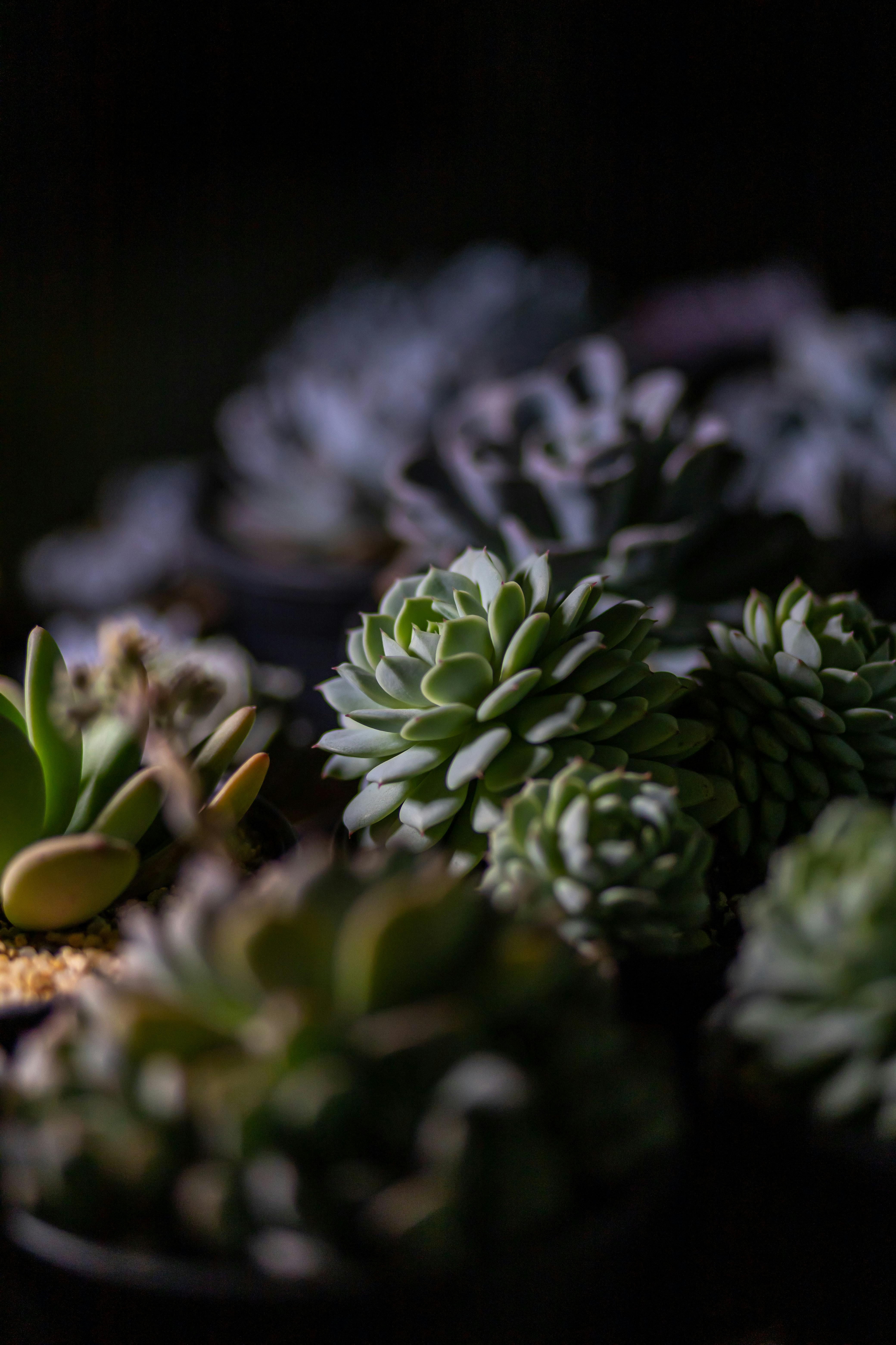 Free A detailed close-up of succulent plants in focus against a dark, blurred background, highlighting their textures. Stock Photo