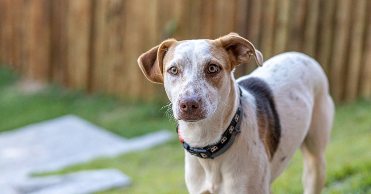 Clôture chien sans fil : Top 10 modèles 2026