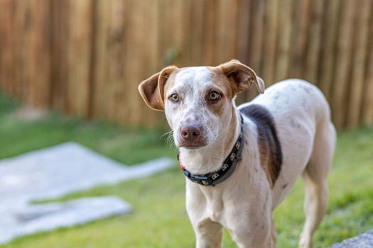 A mixed breed dog stands alert on a grassy lawn, wearing a collar.
