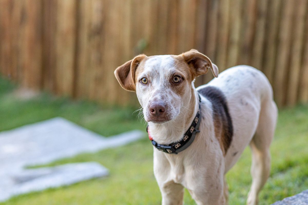 Dog standing alert on a grassy backyard lawn