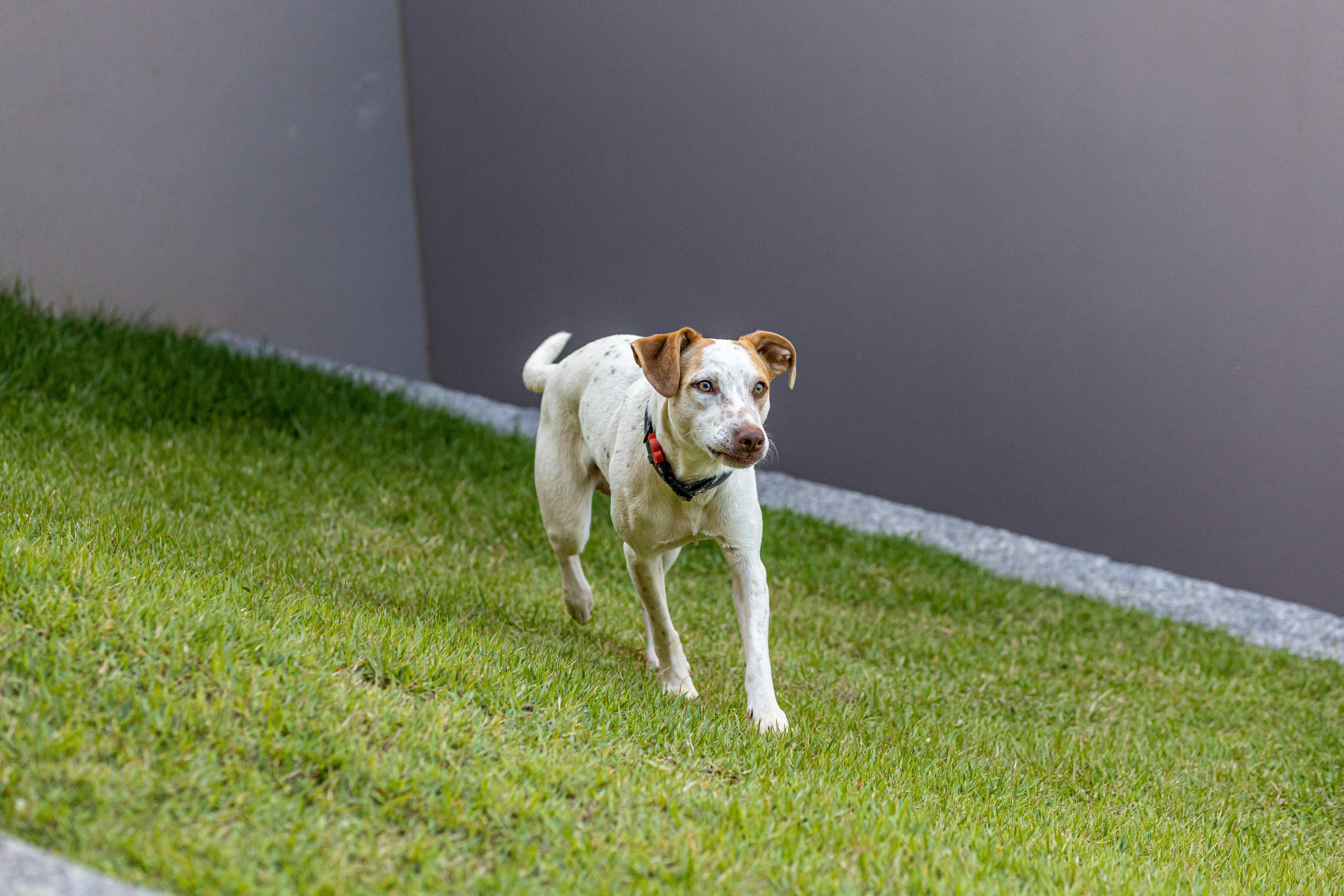 pet lifestyle more lifestyle pets — Photo by Jonh Medeiros on Pexels