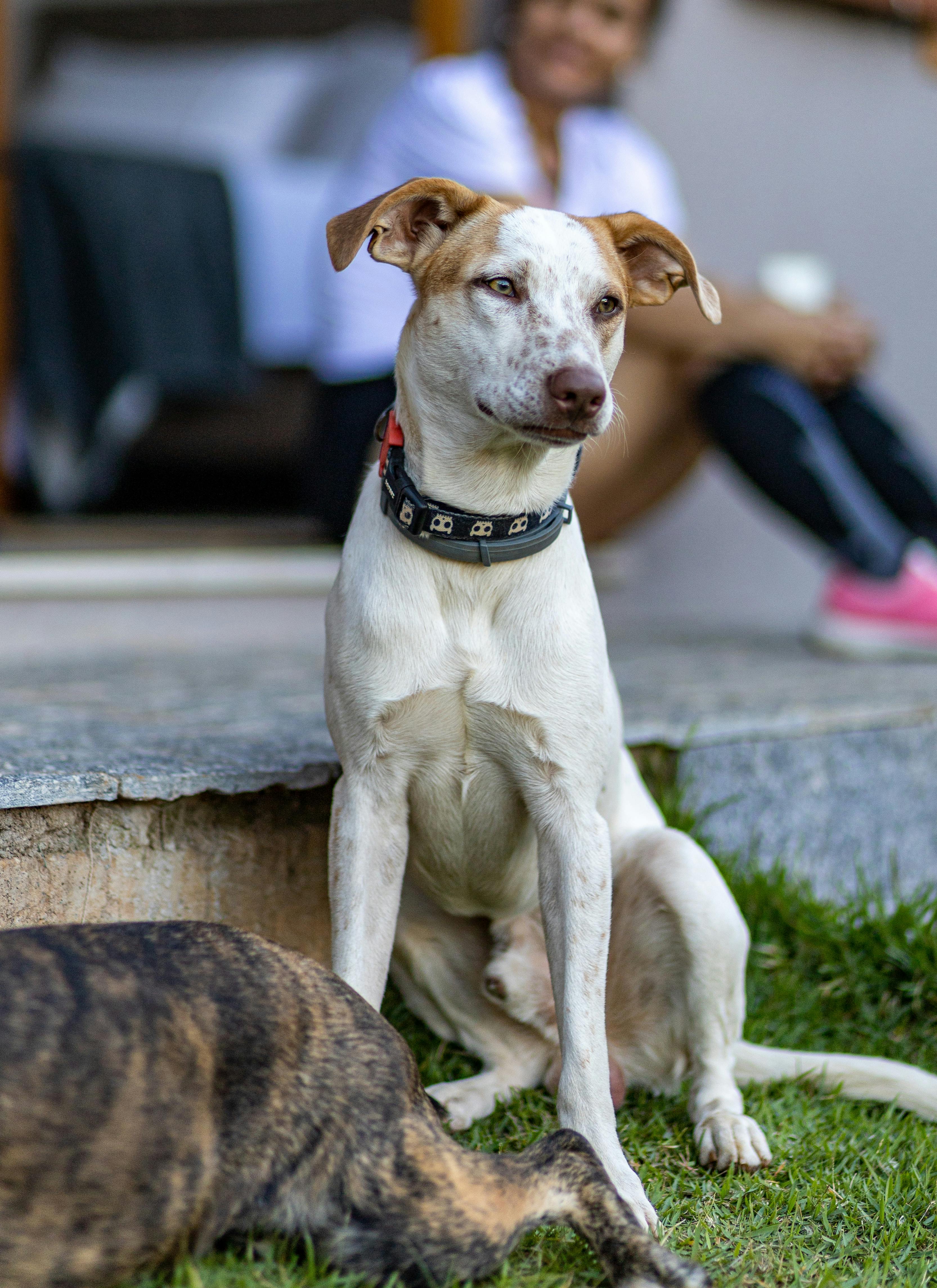 Can Your Dog's Wet Nose Indicate Illness? Signs Every Owner Should Watch For