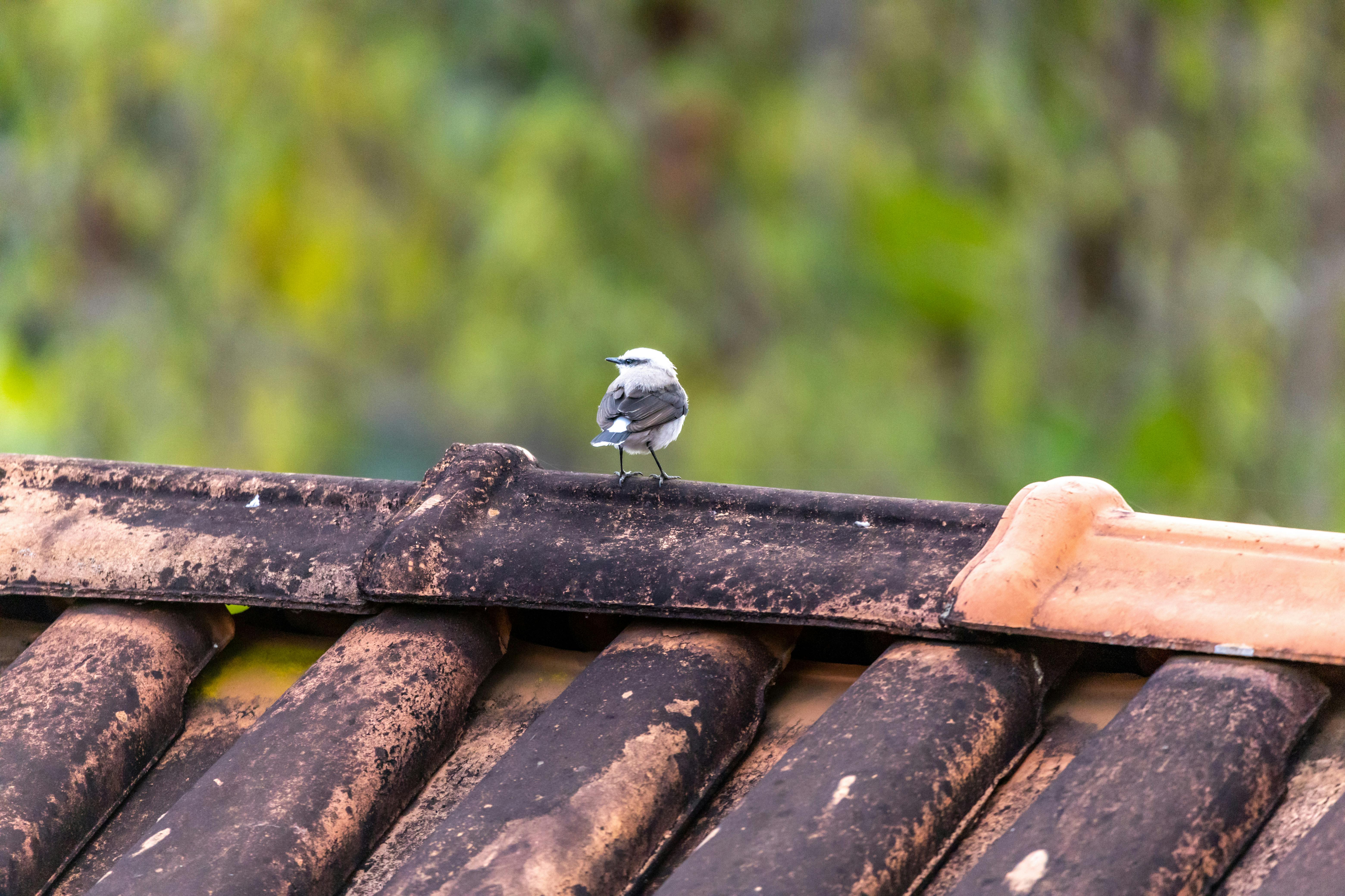 Inspections for roofing in Altamonte Springs FL