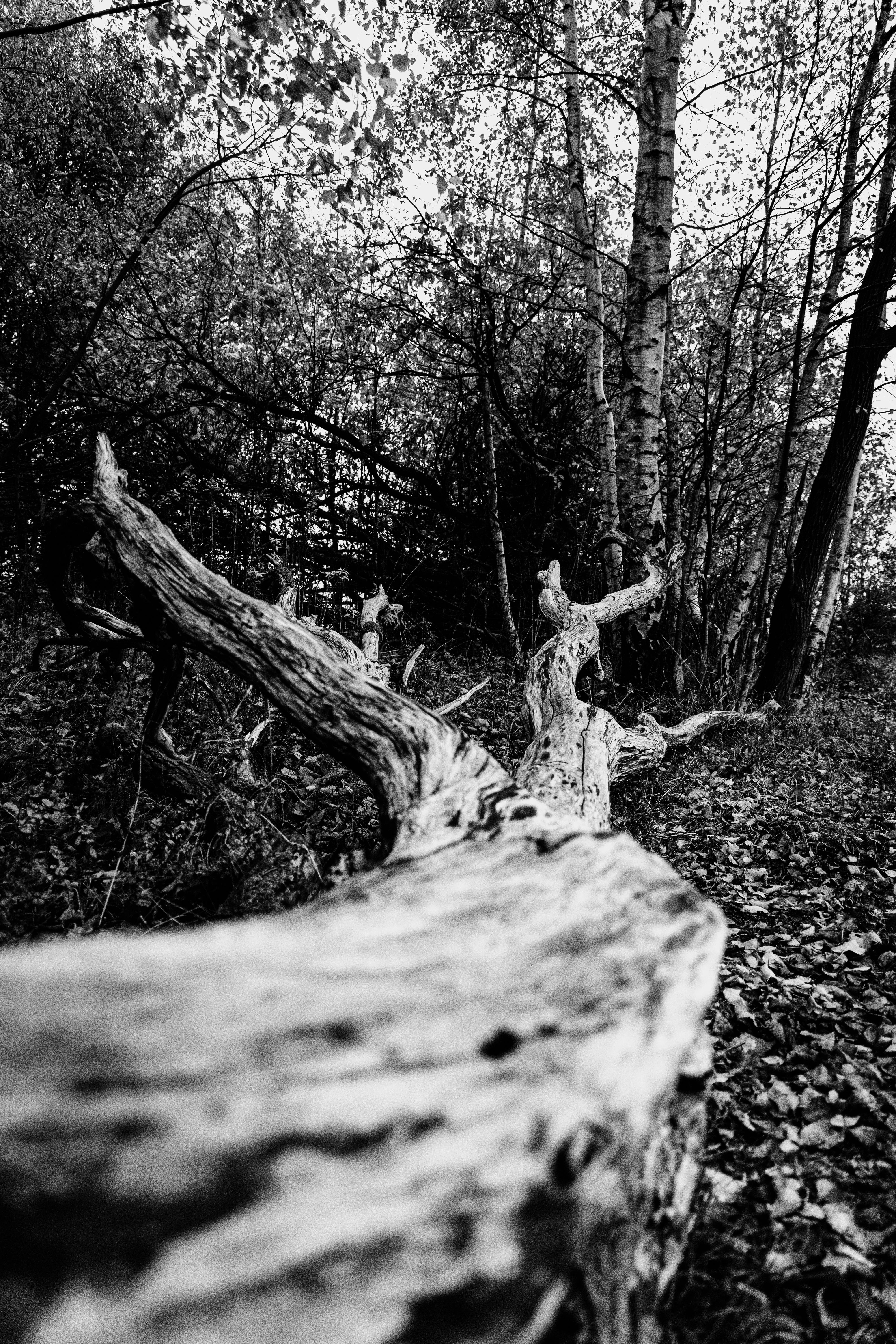 dramatic black and white forest scene