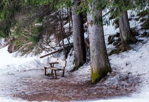 Free A peaceful forest path in winter with a rustic wooden bench surrounded by snow and trees. Stock Photo