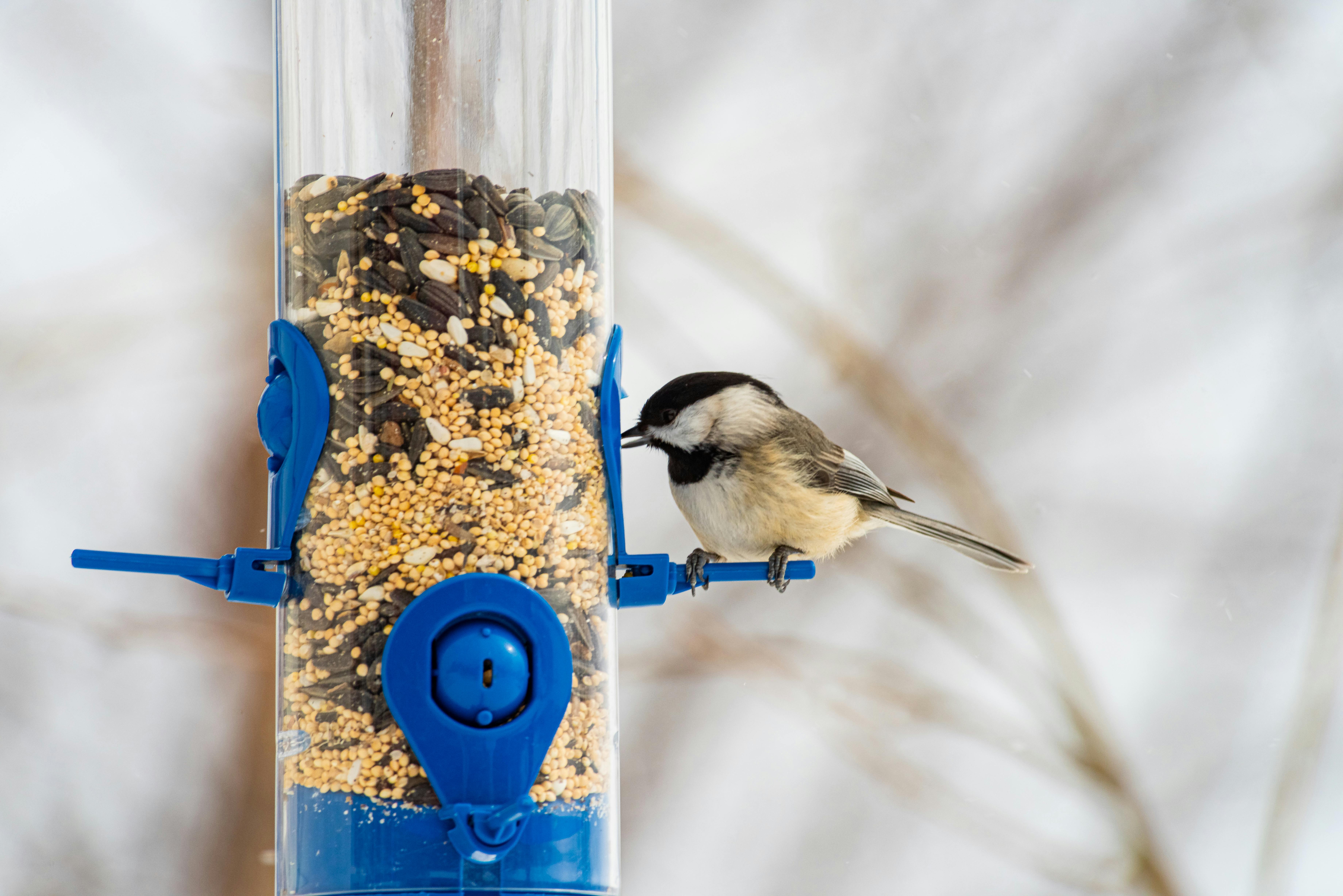 Close-up of a chickadee feeding on seeds at a blue bird feeder during winter in Pittsburgh, PA.