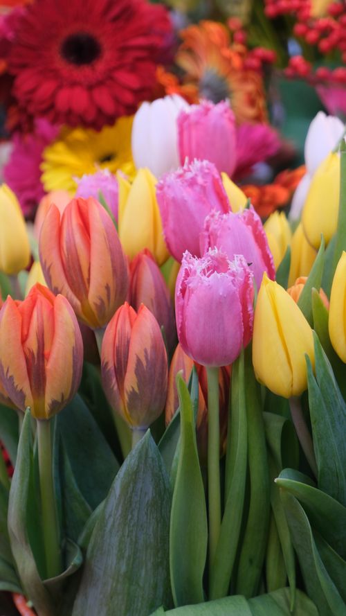 Free A vibrant bouquet of tulips and other spring flowers in full bloom. Stock Photo