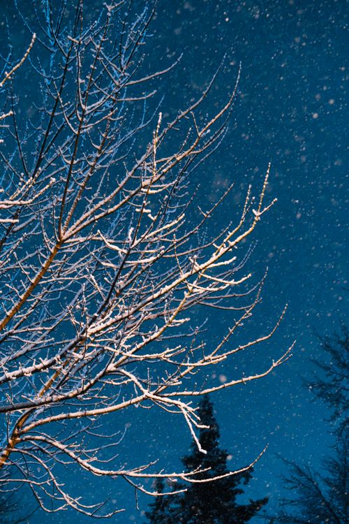 Free Snow-covered branches against a night sky in Ankara, Türkiye. Stock Photo