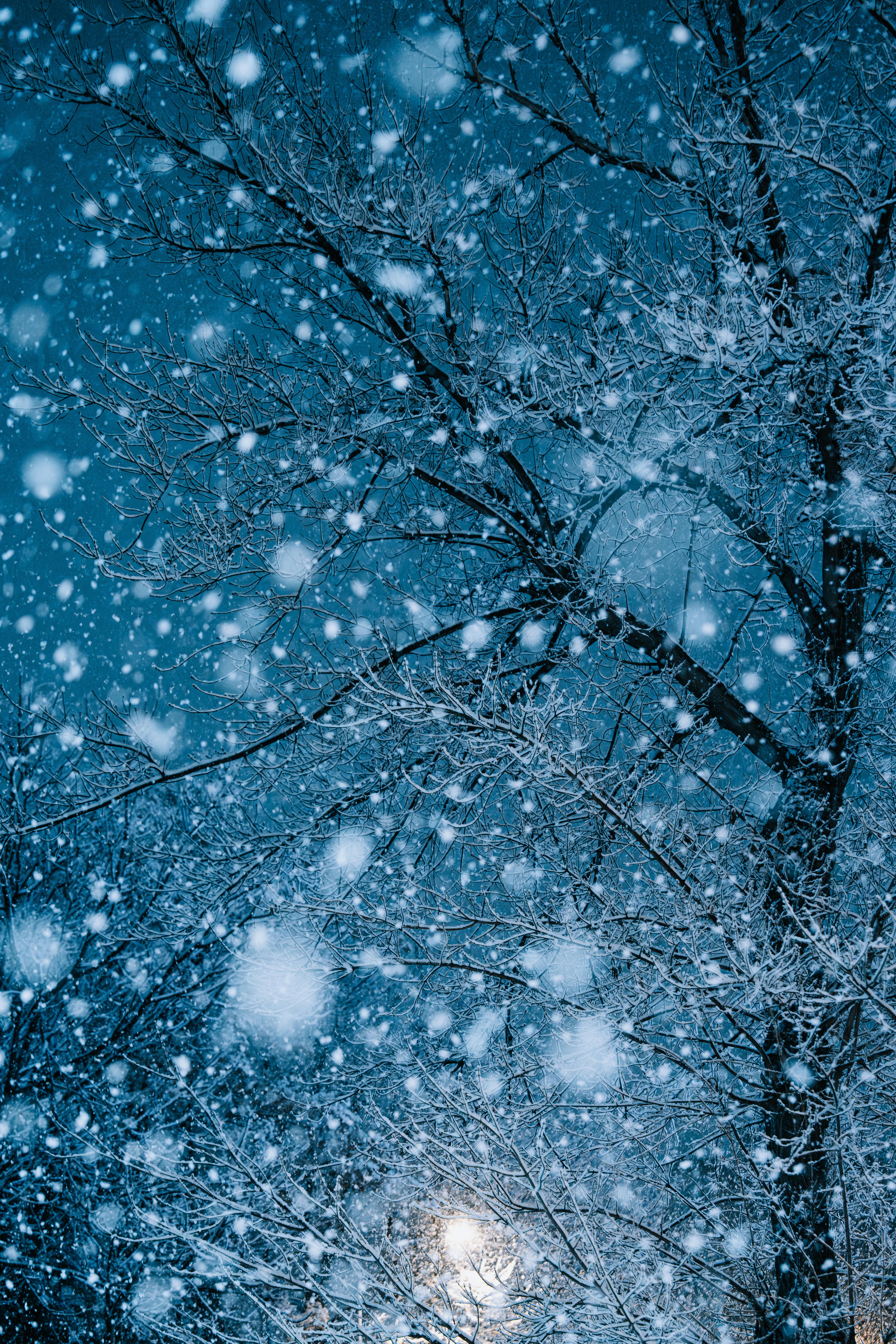 A serene winter night scene in Ankara with snow-covered trees under the moonlight. Peaceful and enchanting.