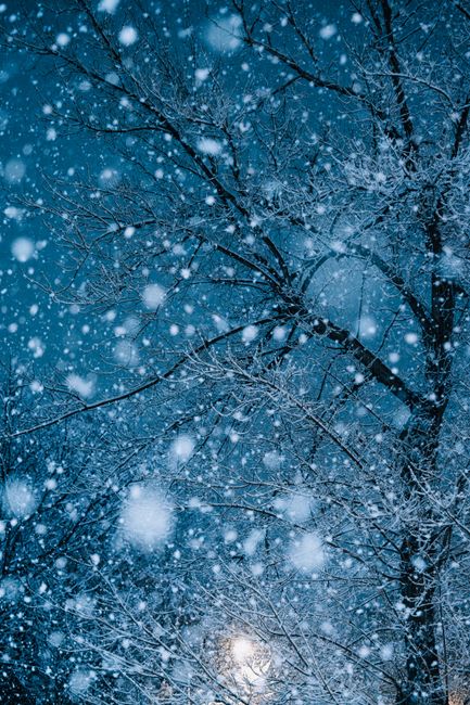 A serene winter night scene in Ankara with snow-covered trees under the moonlight. Peaceful and enchanting.
