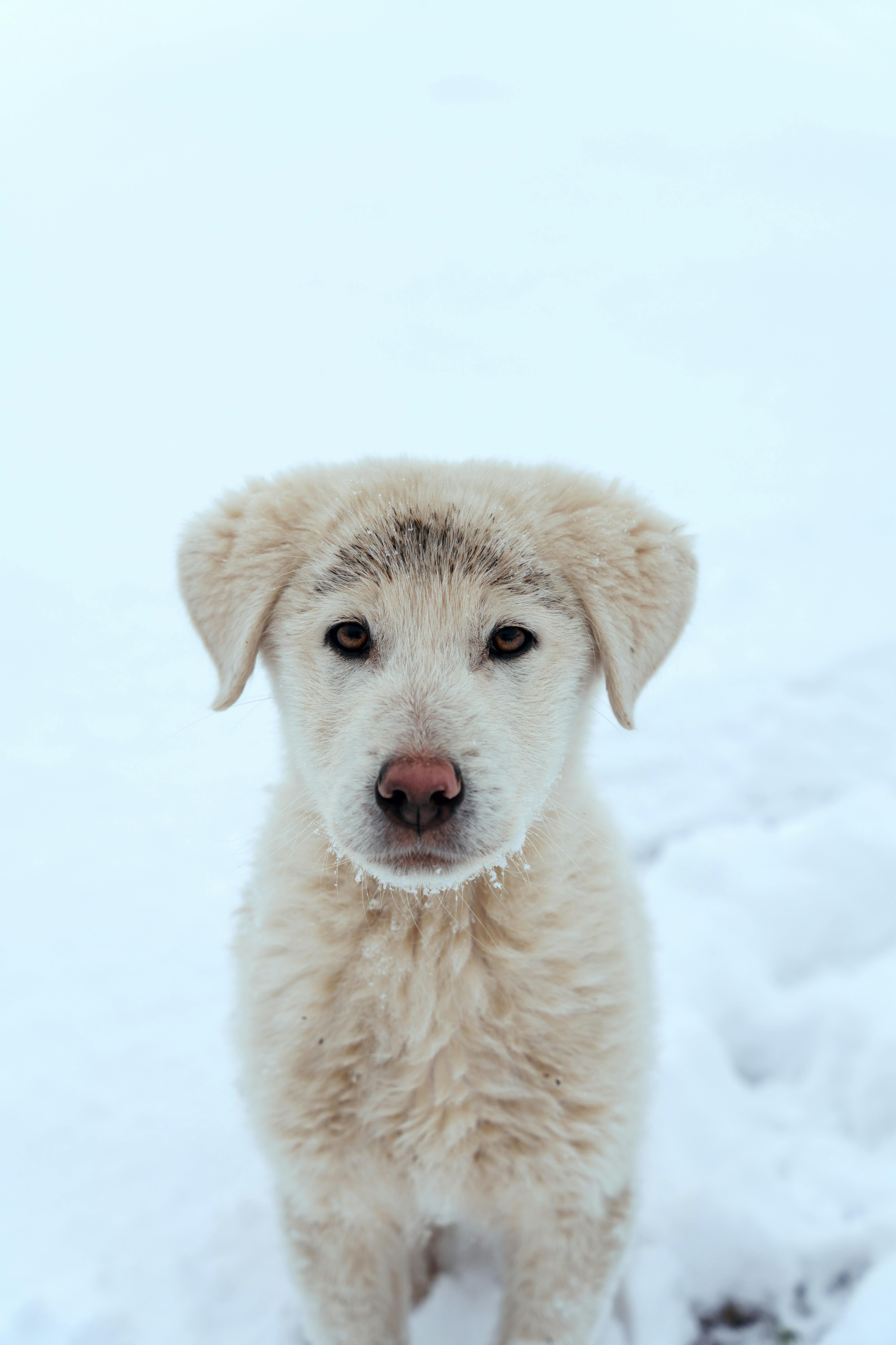 Why Do Dogs Have Wet Noses? Discover This Fascinating Truth! 6 Curious Canines: Why Does Your Dog's Nose Feel Like a Cold Wet Sponge?