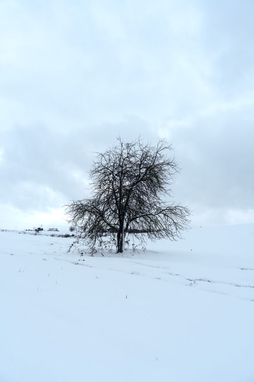 Free A lone tree stands in a tranquil snowy field under a cloudy winter sky. Stock Photo