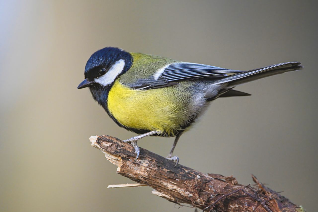 close up of a coal tit bird perched on a branch outdoors showcasing it