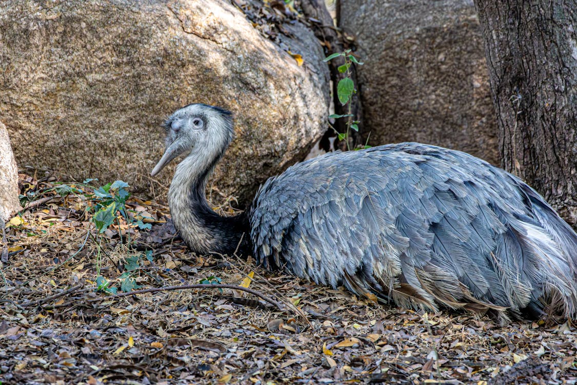 Resting Rhea Bird in Natural Habitat · Free Stock Photo