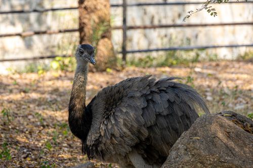 Free A Nandu bird standing in a natural outdoor enclosure with soft lighting. Stock Photo