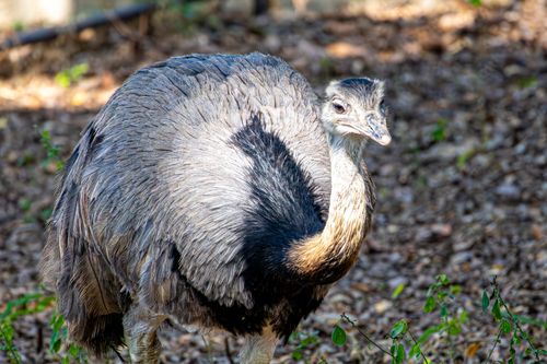 Free Close-up of a Greater Rhea bird standing amidst foliage in its natural habitat. Stock Photo