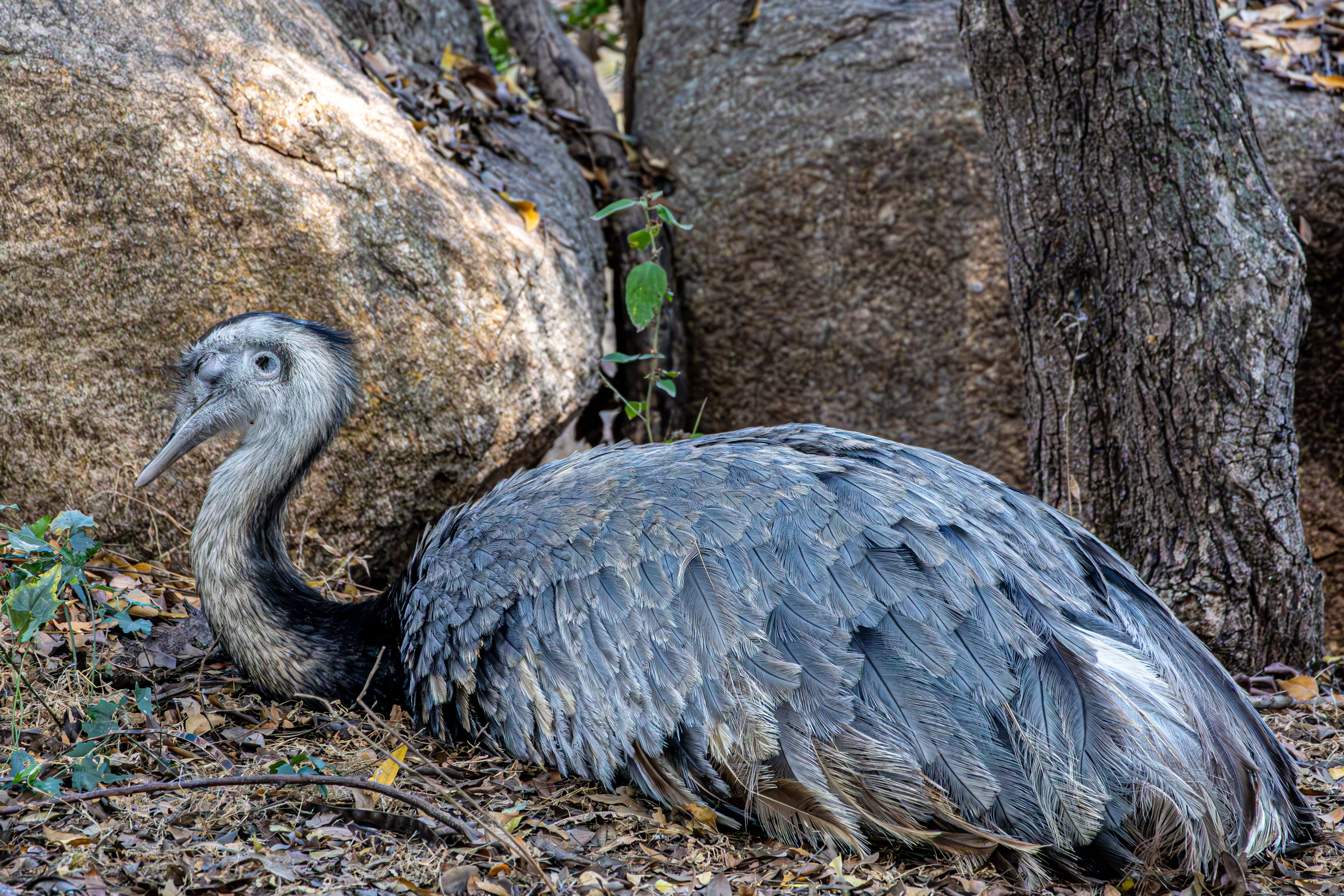 Large Bird Resting in Rocky Forested Area · Free Stock Photo