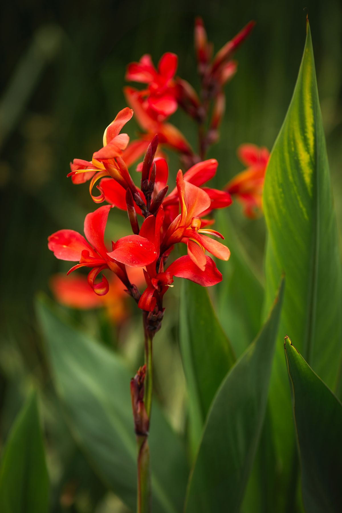 Red canna lily flowers showing a distinct variety