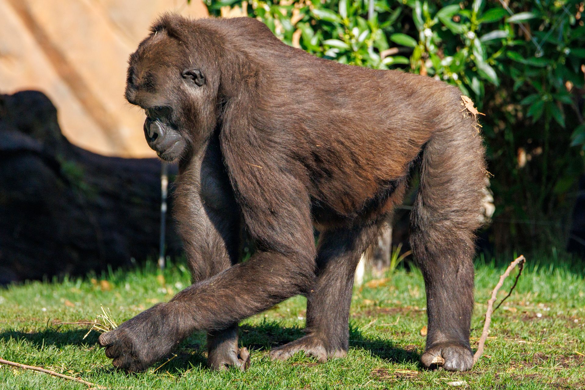 A western gorilla walking gracefully in a lush, sunlit environment.