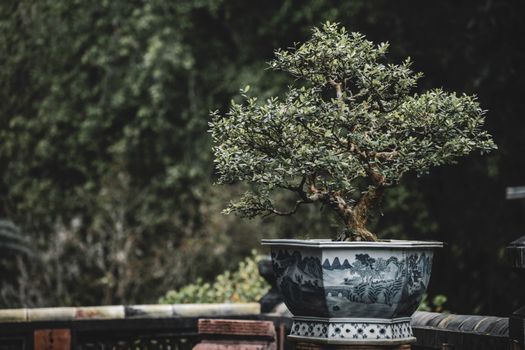 A beautifully potted bonsai tree in an artistically designed pot outdoors, showcasing nature's elegance.