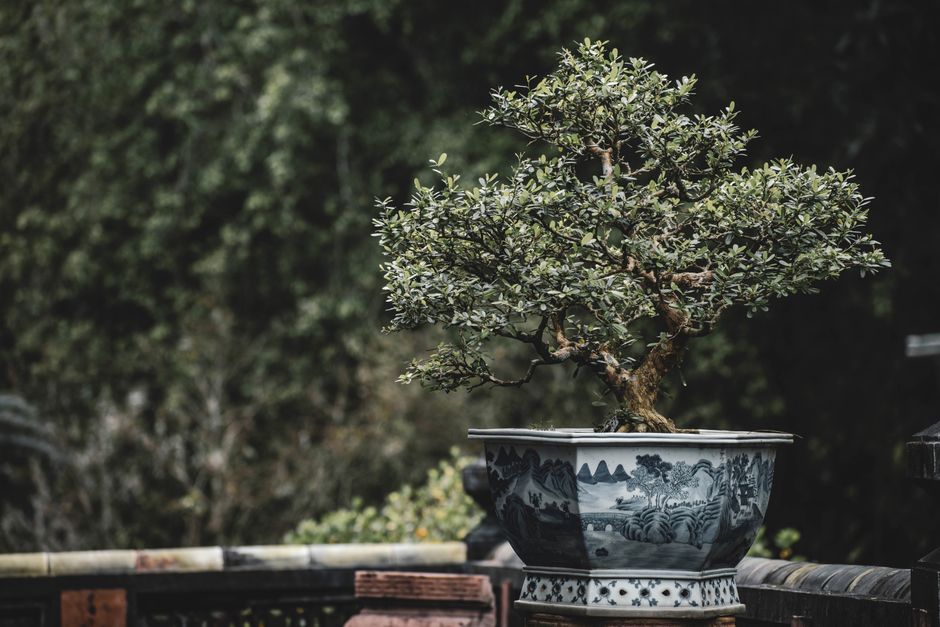 A beautifully potted bonsai tree in an artistically designed pot outdoors, showcasing nature's elegance.