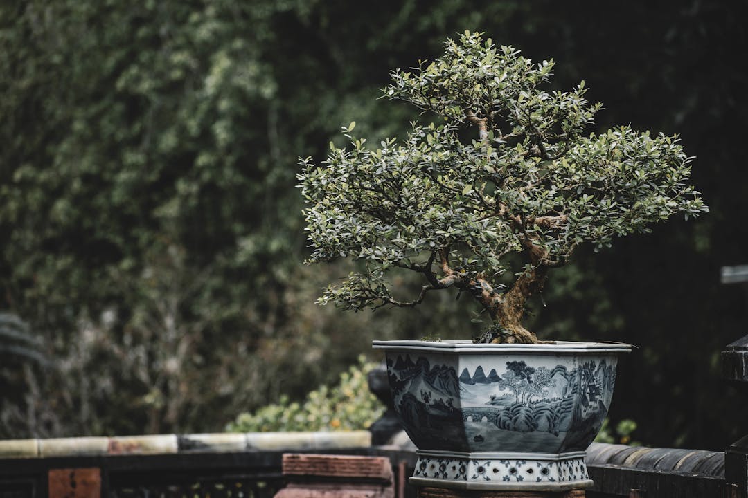 Dwarf Fruits in Pots