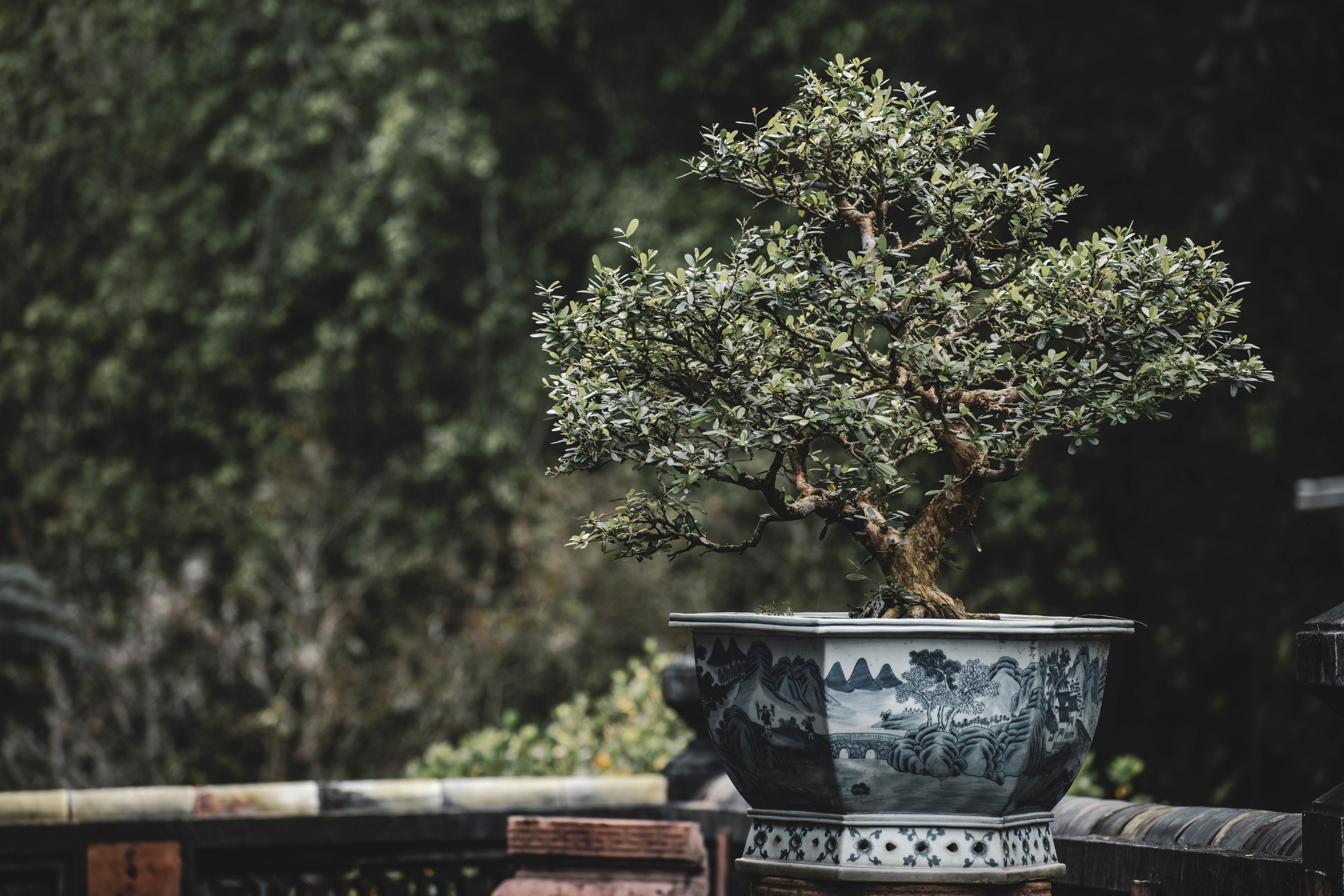 Kostenloses Foto zum Thema: asiatische kunst, aueneinstellung, baum,  bltter, bonsai, bonsai gartenarbeit, bonsai pflege, botanics, botanisch,  dekorativ, drauen, friedvoll, garten, garten im freien, gartenarbeit,  gartenbau, gartengestaltung ...