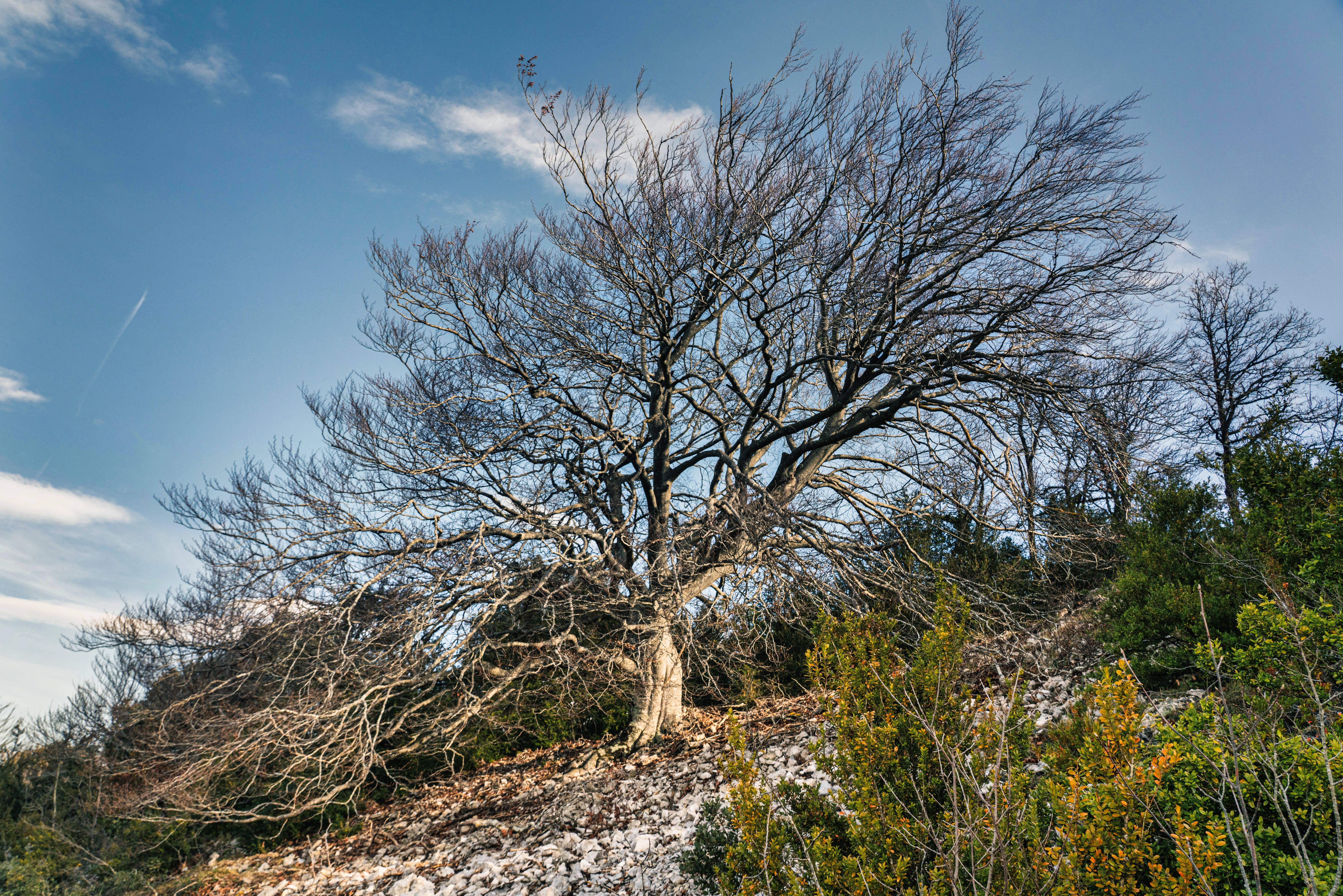 Lone Bare Tree on Rocky Hillside in Winter · Free Stock Photo