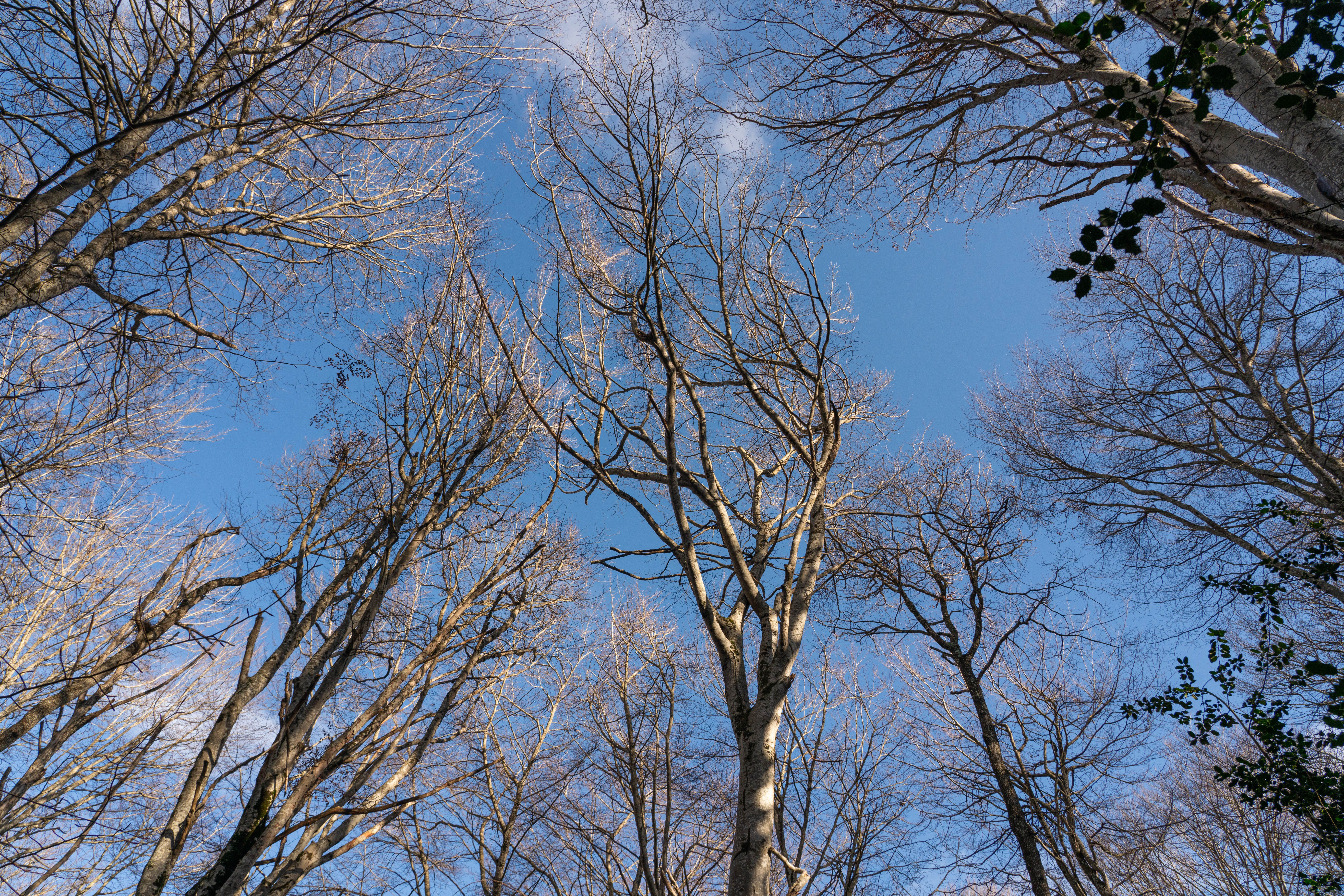 Leafless Trees Under Clear Blue Sky · Free Stock Photo