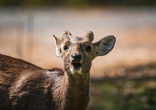 Captivating image of a barking deer captured outdoors in its natural habitat in Thailand.