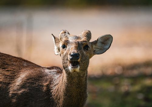 Free Captivating image of a barking deer captured outdoors in its natural habitat in Thailand. Stock Photo