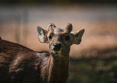 Free Detailed image of a deer in natural habitat in Thailand, showcasing wildlife elegance. Stock Photo