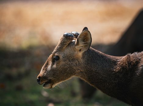 A detailed profile view of a deer in a natural setting, captured outdoors in Thailand.
