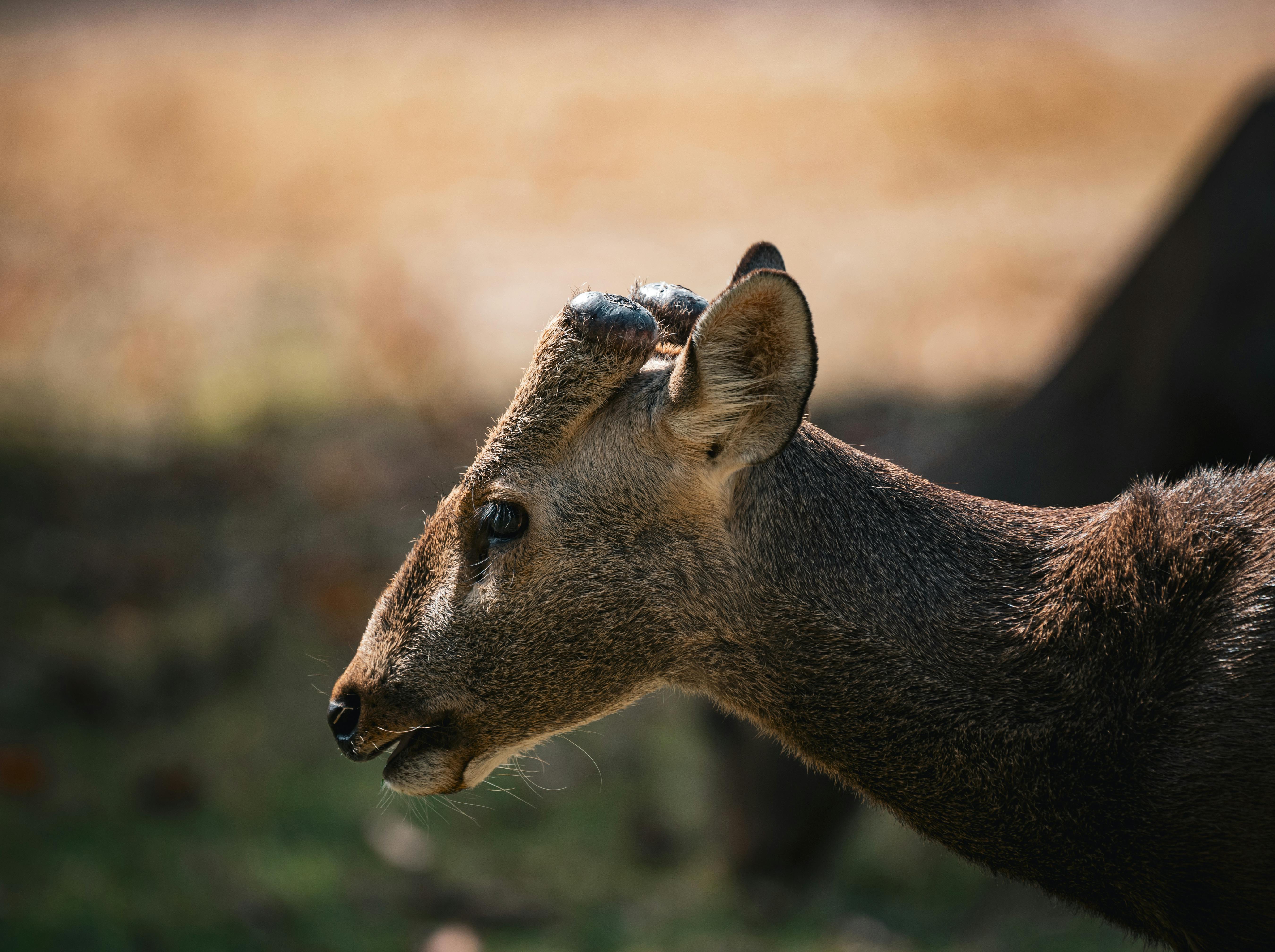 Gratuit Vue de profil détaillée d'un cerf dans un cadre naturel, capturée en extérieur en Thaïlande. Photos
