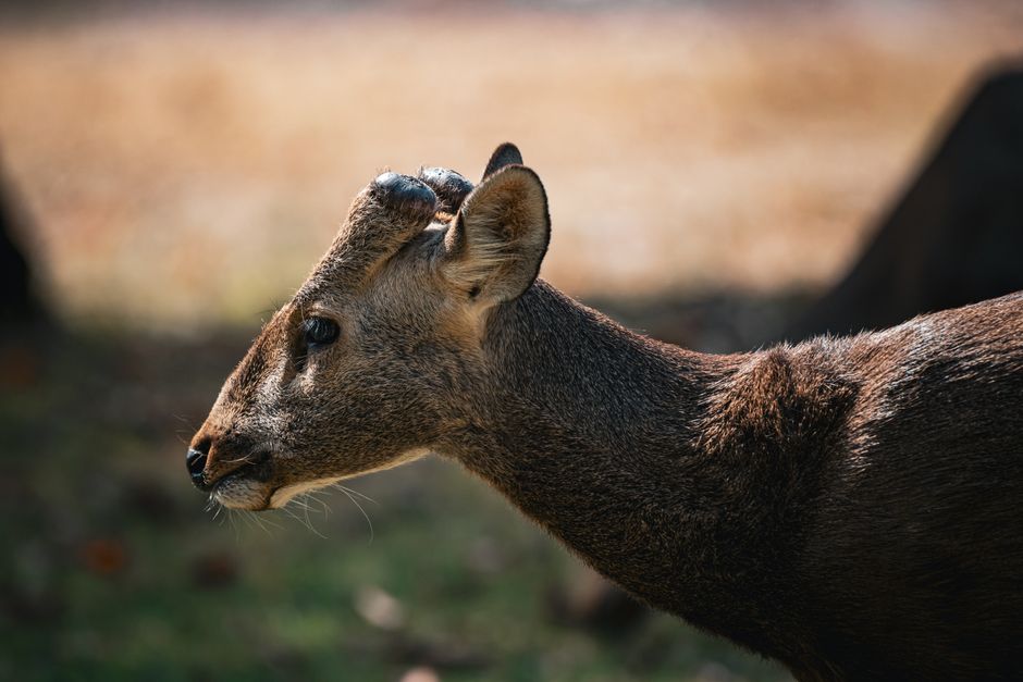 Close-up image of a barking deer in Thailand, showcasing its natural beauty.