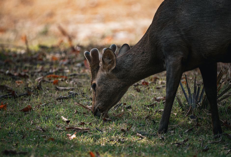 A close-up view of a deer grazing on grass in a natural setting, showcasing wildlife in Thailand.
