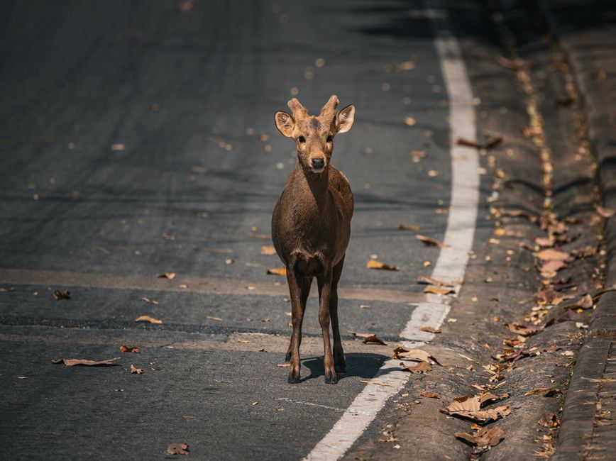 A young sambar deer stands alone on a deserted road in Thailand, surrounded by fallen leaves.