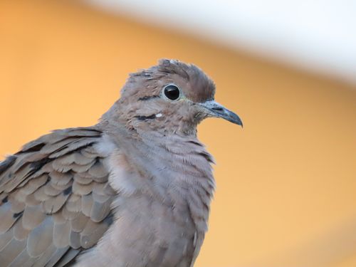 Free Detailed close-up of a brown bird with feathers in Santa Maria, Brazil. Stock Photo
