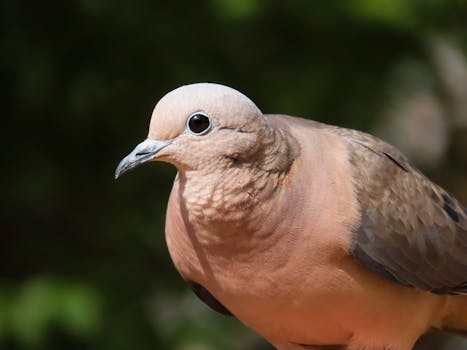 Close-up of an Eared Dove (Zenaida auriculata) in natural habitat, Santa Maria, Brazil.