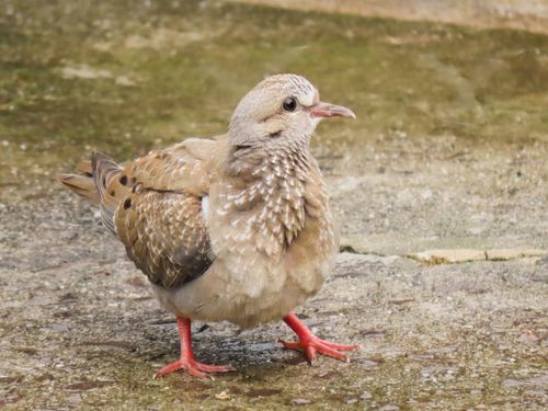 Free Close-up of a brown dove on a wet pavement in Santa Maria, Brazil. Stock Photo