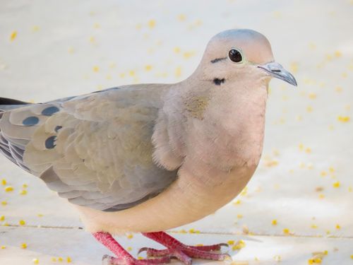 Free Detailed photo of a Mourning Dove with soft colors, captured in Santa Maria. Stock Photo