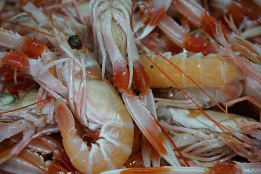 red shrimp lobster shell